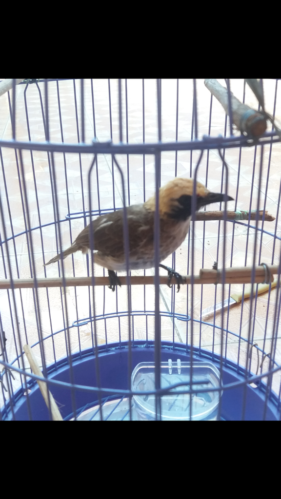 Gan nama burung ini apa ?