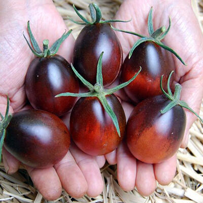 Jual Benih Tomat Impor Murah Meriah Serba Lima Ribu :D