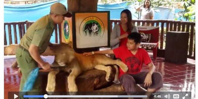 &#91;MIRIS&#93; Singa di Taman Safari diduga dibius biar bisa foto dengan pengunjung
