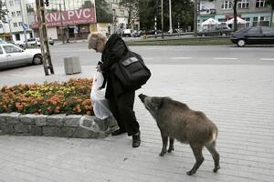 Fukushima+Tsunami+Nuclear Plant=...wild boar???