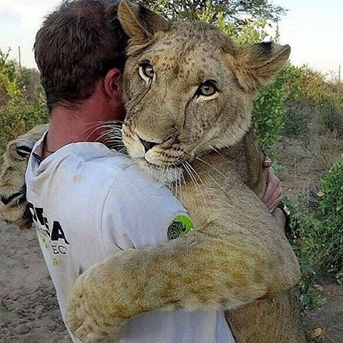 Video singa di Taman Safari diduga dibius untuk berfoto bersama pengunjung