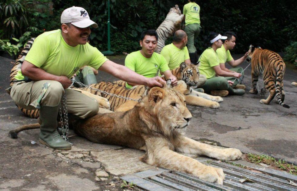 Menyoroti dugaan pembiusan singa di Taman Safari Indonesia 