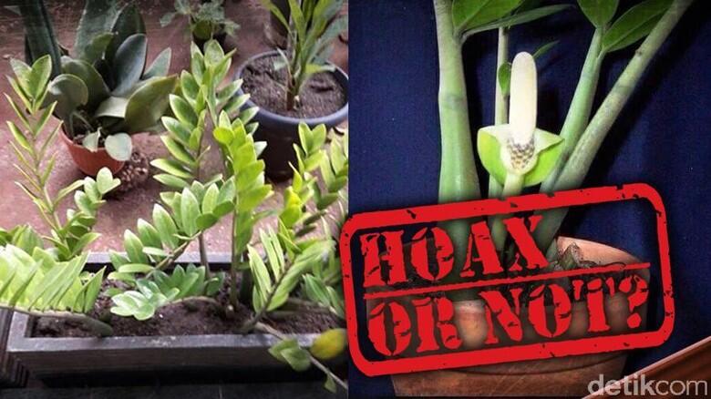 Isu Tanaman Dolar Penyebab Leukimia