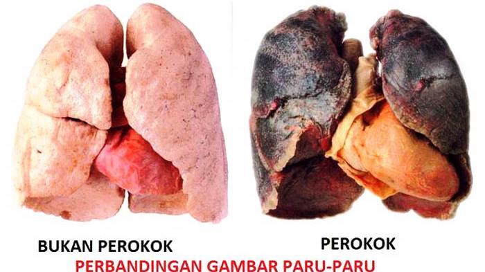 Percobaan sederhana racun rokok