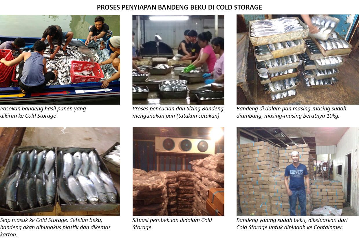 BISNIS PEMASOKAN IKAN BANDENG SELEZAT DAGINGNYA