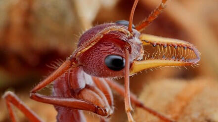 Alasan kenapa semut selalu bertegur sapa dan berjalan berbaris