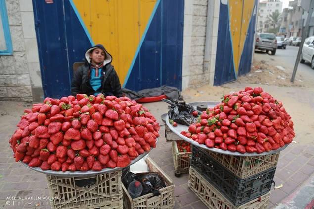 Manisnya Strawberry di Gaza yang Tak Semanis Pengorbanan para Petaninya