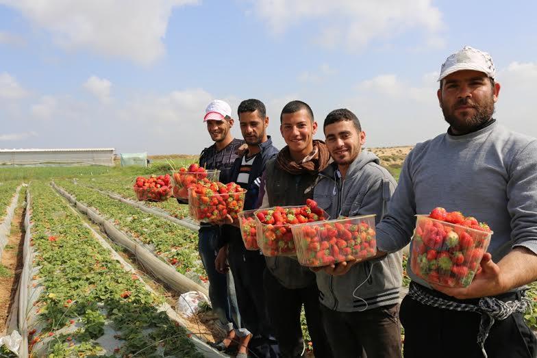 Manisnya Strawberry di Gaza yang Tak Semanis Pengorbanan para Petaninya