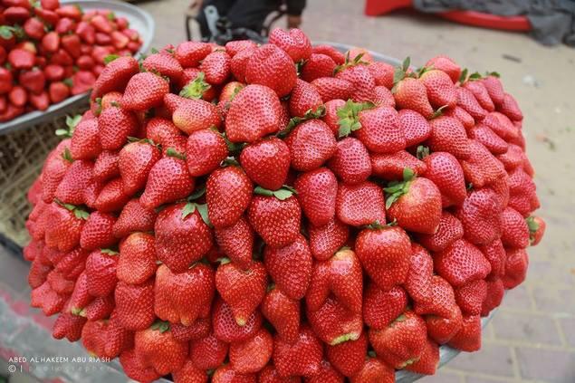 Manisnya Strawberry di Gaza yang Tak Semanis Pengorbanan para Petaninya