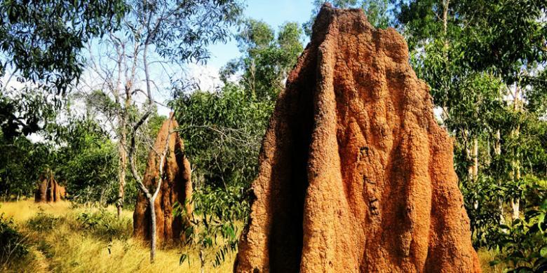 Mengenal MERAUKE, kota paling ujung timur Indonesia