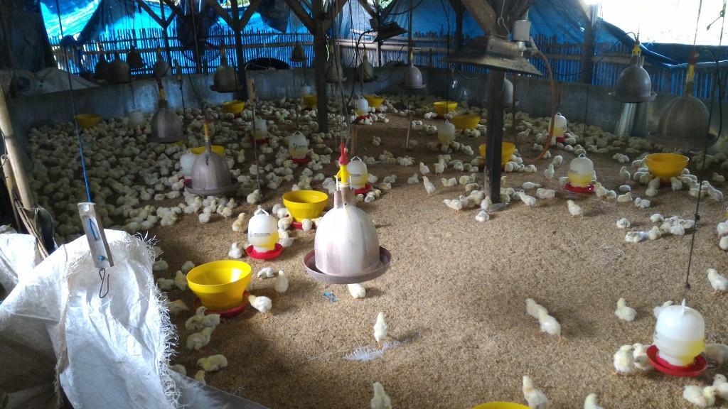 INVESTASI USAHA AYAM POTONG BAGI HASIL 10%, MASUK GAN