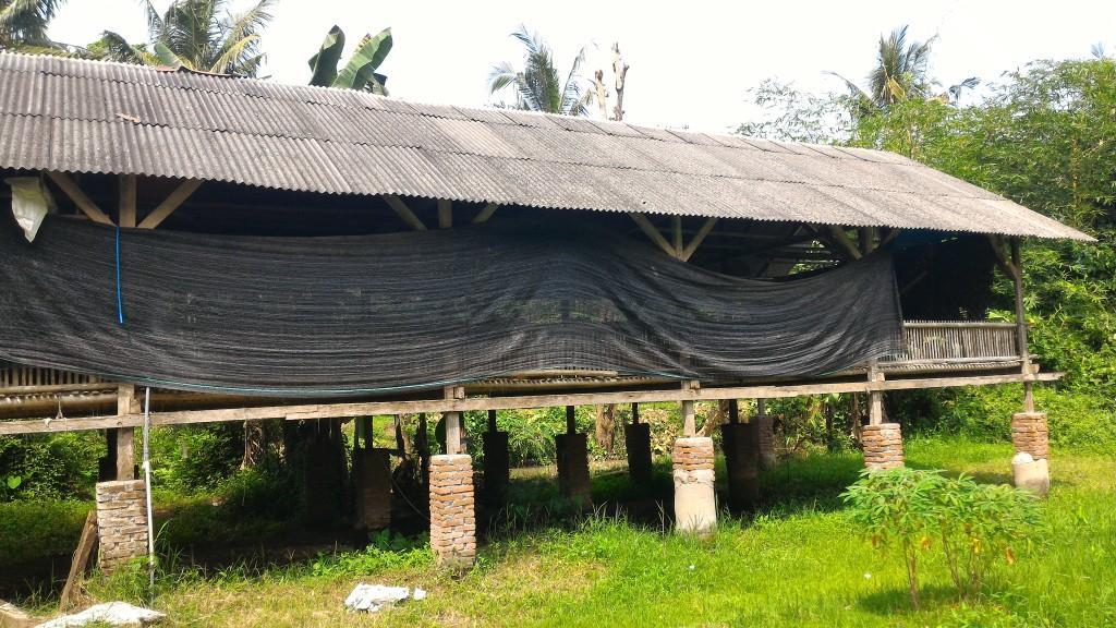 INVESTASI USAHA AYAM POTONG BAGI HASIL 10%, MASUK GAN