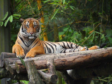 Yuk Mengenal Subspesies Harimau Lebih Jauh - #SaveTheTiger