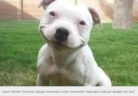 Alat Vital Maho Ini Hancur Gara-gara Bercinta dengan Anjing