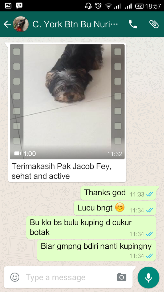 Testimonial Caesar Jac'O Kennel - Petshop - Services