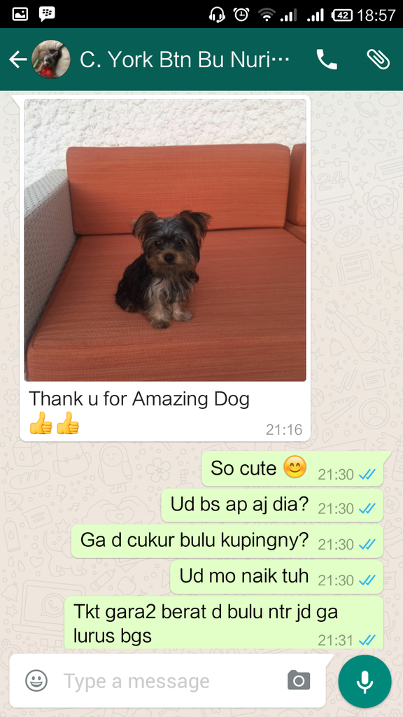 Testimonial Caesar Jac'O Kennel - Petshop - Services