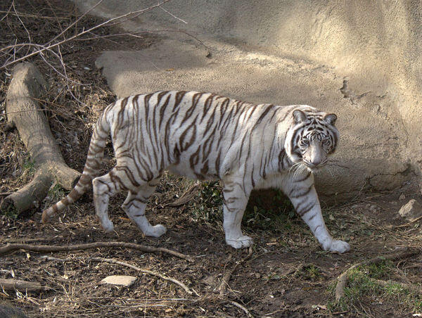 Yuk Mengenal Subspesies Harimau Lebih Jauh - #SaveTheTiger