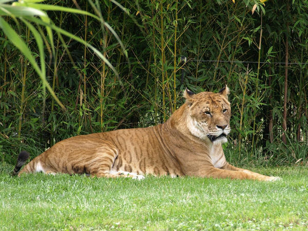 Yuk Mengenal Subspesies Harimau Lebih Jauh - #SaveTheTiger