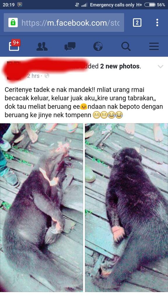 Pembunuhan beruang madu di daerah ane gan