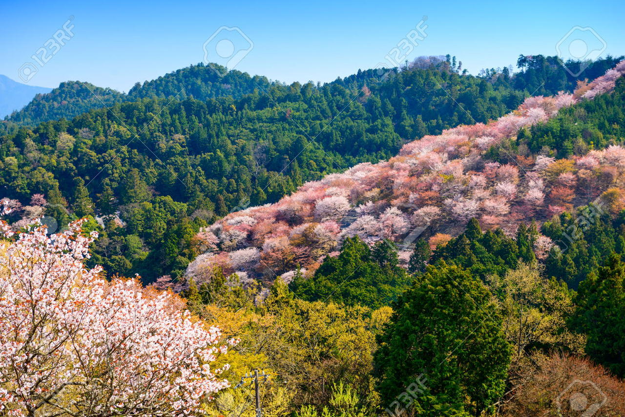 SEBELUM BERPISAH SAMA MUSIM SAKURA, KITA SEMPAT KE GUNUNG YOSHINO LHO!