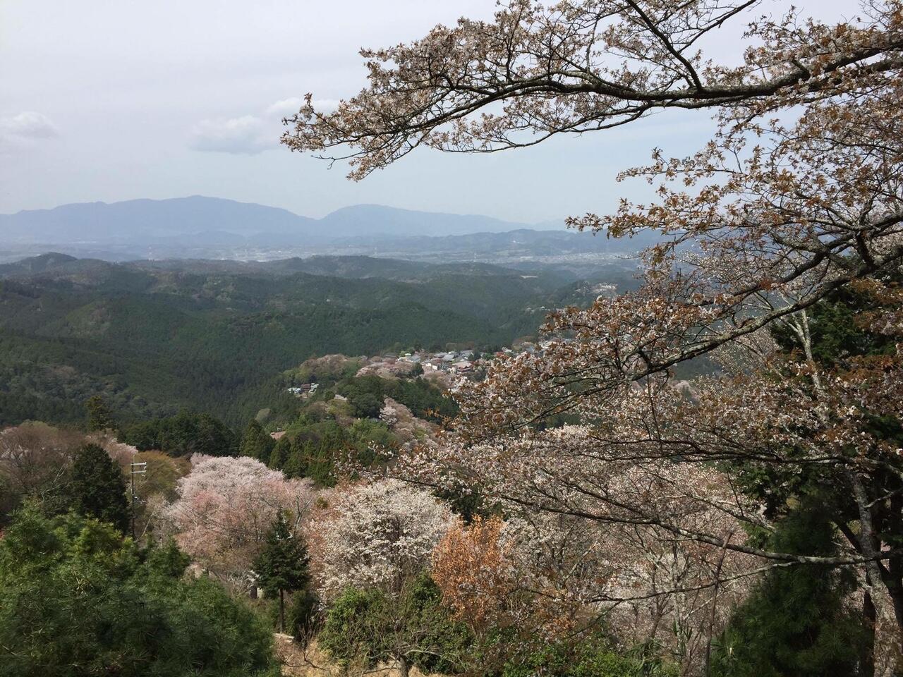 SEBELUM BERPISAH SAMA MUSIM SAKURA, KITA SEMPAT KE GUNUNG YOSHINO LHO!