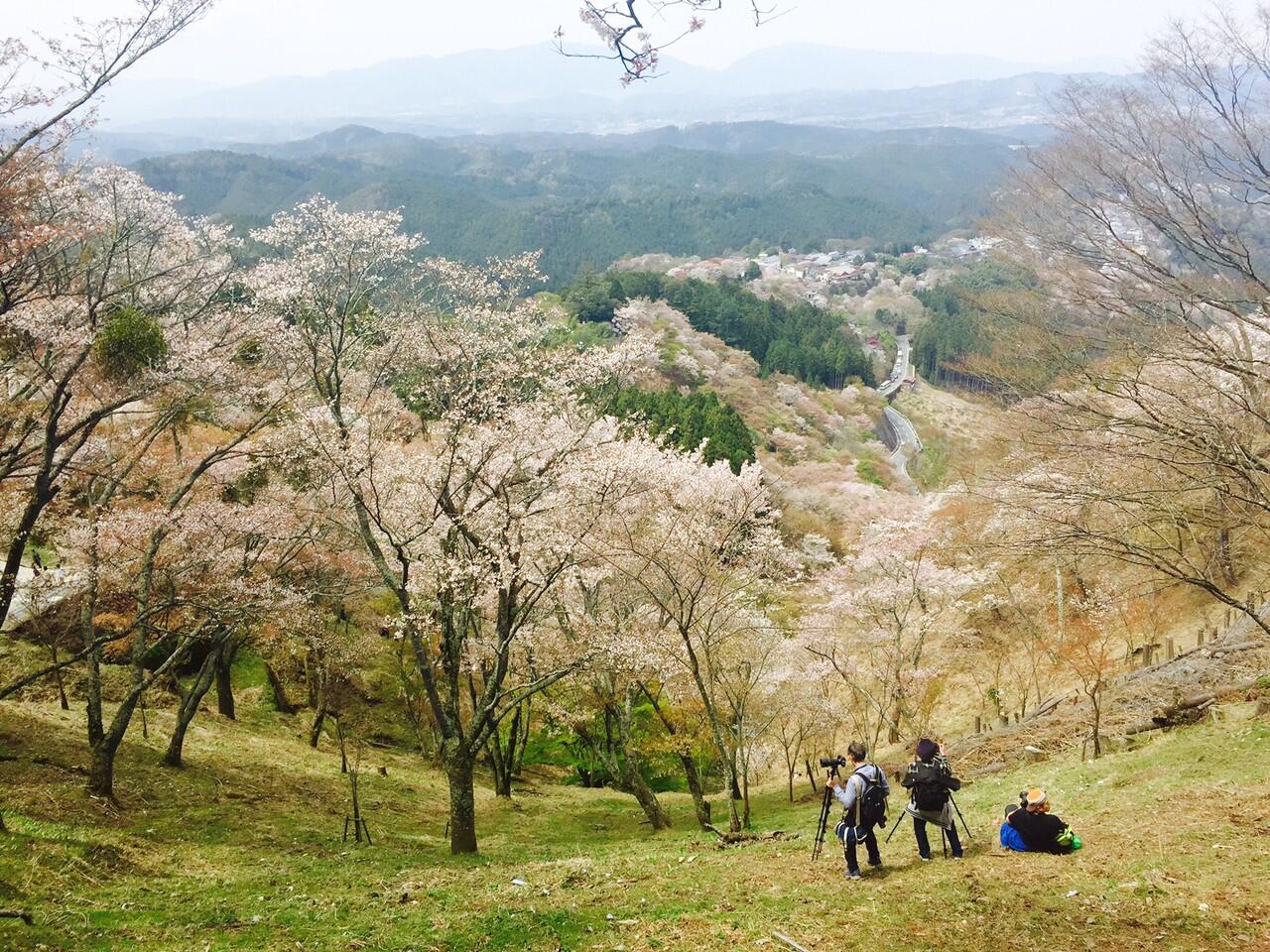 SEBELUM BERPISAH SAMA MUSIM SAKURA, KITA SEMPAT KE GUNUNG YOSHINO LHO!