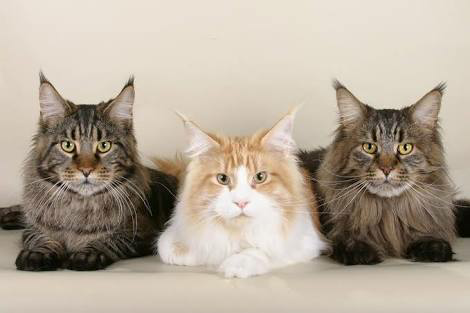 Sejarah &amp; Mitos Tentang Kucing