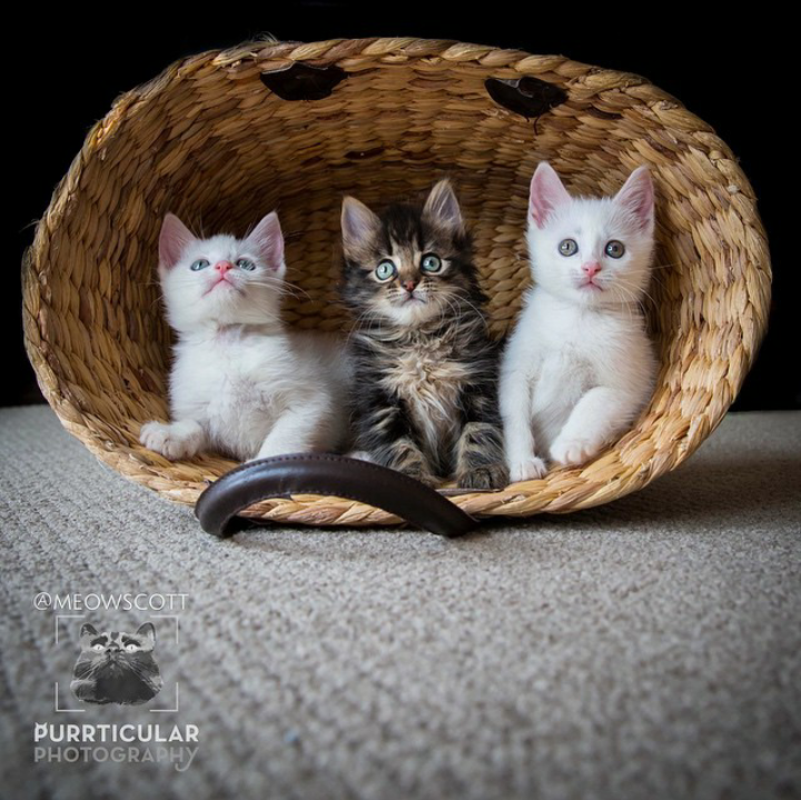 Sejarah &amp; Mitos Tentang Kucing