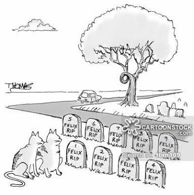 Sejarah &amp; Mitos Tentang Kucing