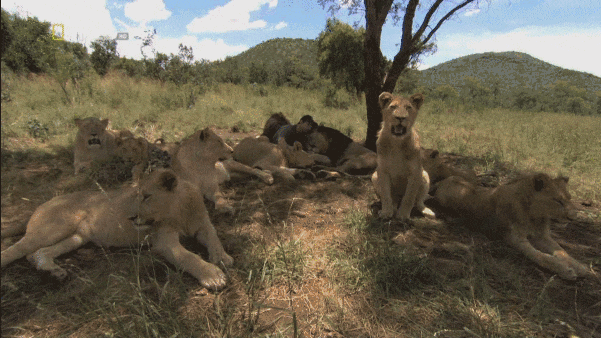 Kevin Richardson - Sang Penakluk Singa Buas - PIC