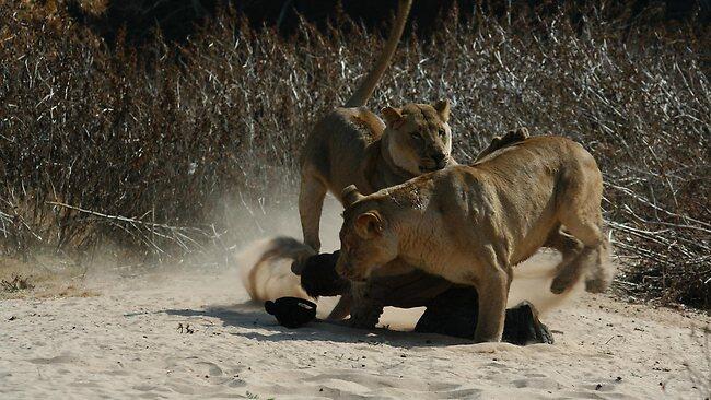 Kevin Richardson - Sang Penakluk Singa Buas - PIC