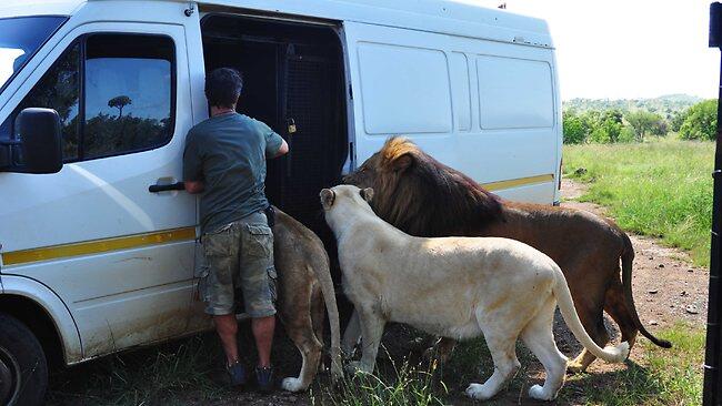 Kevin Richardson - Sang Penakluk Singa Buas - PIC