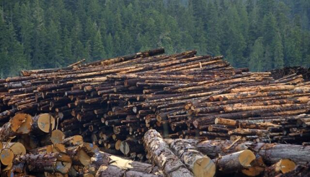Inilah 5 Negara Dengan Kerusakan Hutan Paling Parah di Dunia