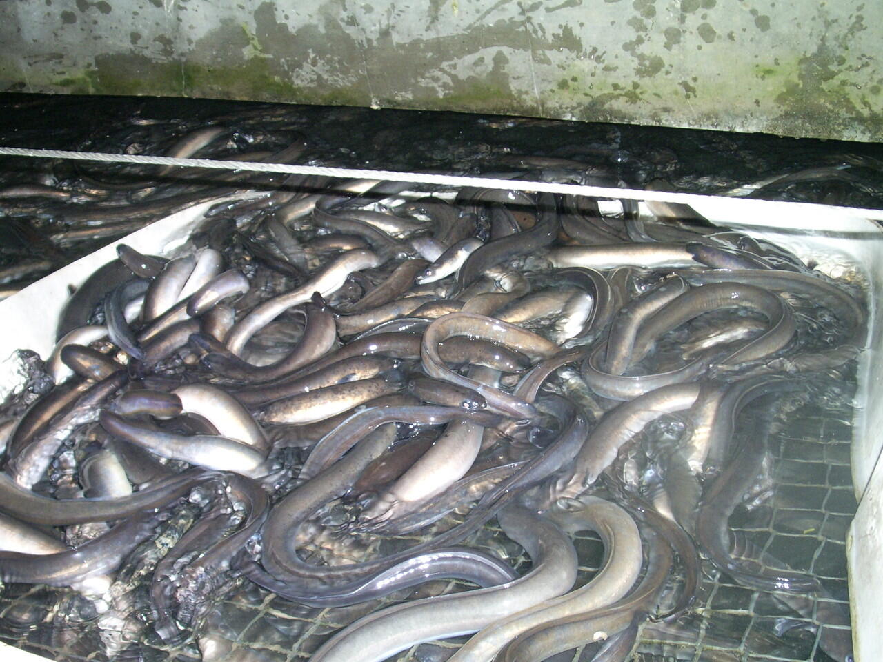 Ikan Sidat, Potensi Perikanan Indonesia yang Belum Banyak Diketahui