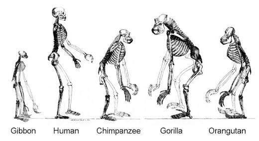 Teori evolusi? alasan menolaknya dan cara meruntuhkannya