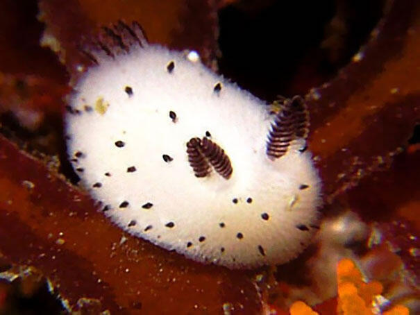 &quot;Nudibranch&quot; Kelinci Laut yang Lucu