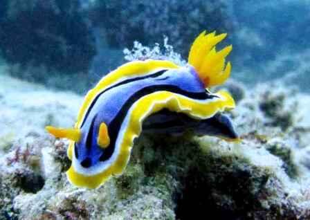 &quot;Nudibranch&quot; Kelinci Laut yang Lucu