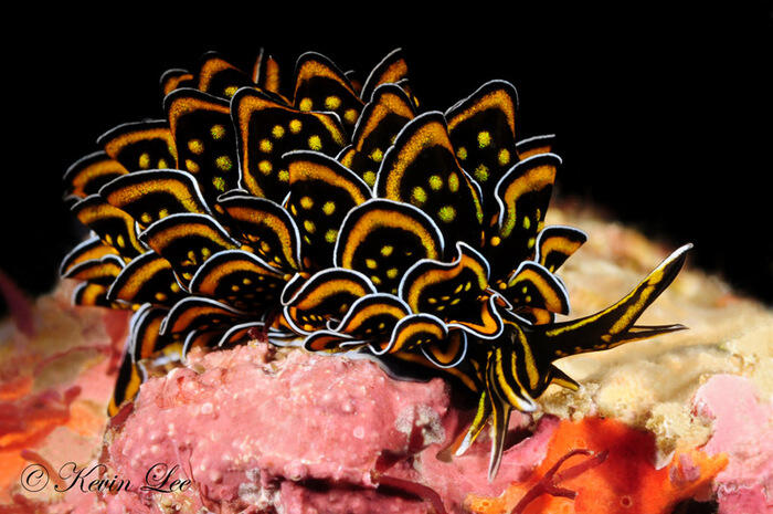 &quot;Nudibranch&quot; Kelinci Laut yang Lucu