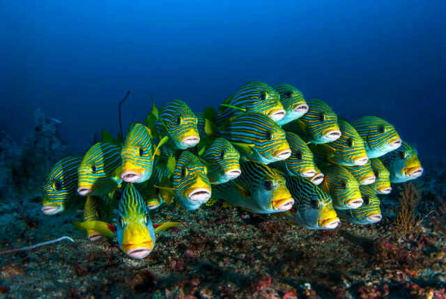 Eksotisme Wisata Raja Ampat Papua