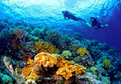 Wakatobi, Surga nyata di Bawah laut yang harus Agan Kunjungi
