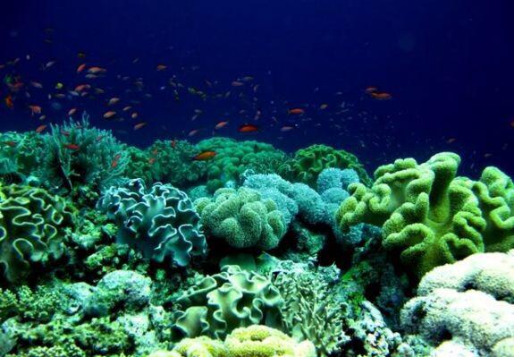 Wakatobi, Surga nyata di Bawah laut yang harus Agan Kunjungi