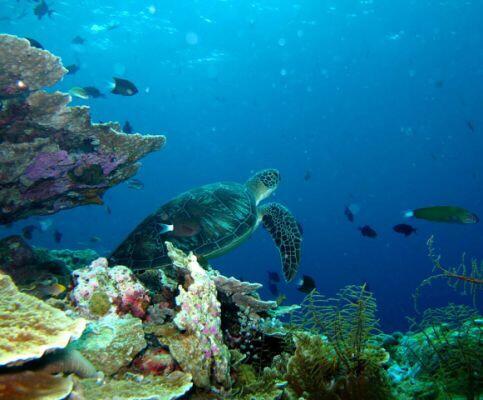 Wakatobi, Surga nyata di Bawah laut yang harus Agan Kunjungi