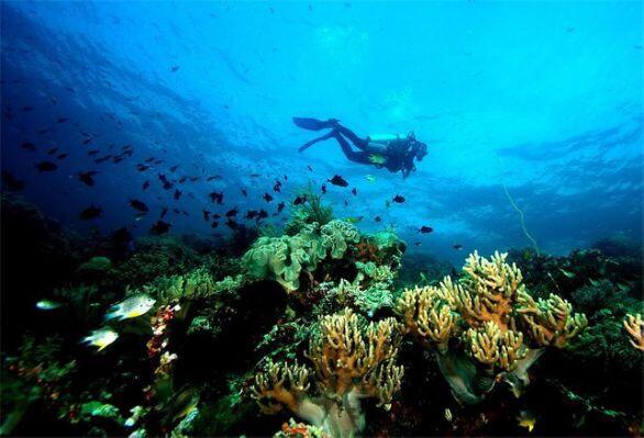 Wakatobi, Surga nyata di Bawah laut yang harus Agan Kunjungi
