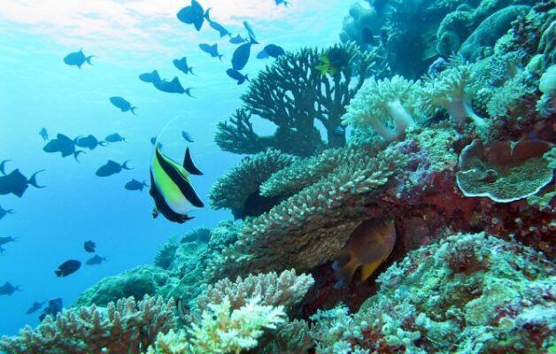 Wakatobi, Surga nyata di Bawah laut yang harus Agan Kunjungi