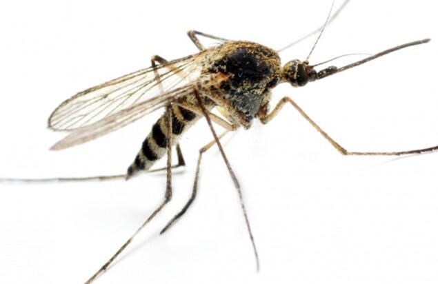 Hari Malaria Sedunia, Akhiri Malaria untuk Selamanya