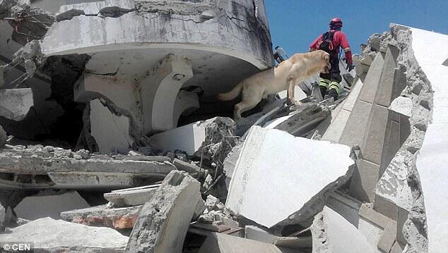 Pahlawan! - Meninggal kelelahan setelah menyelamatkan 7 korban gempa di Ekuador