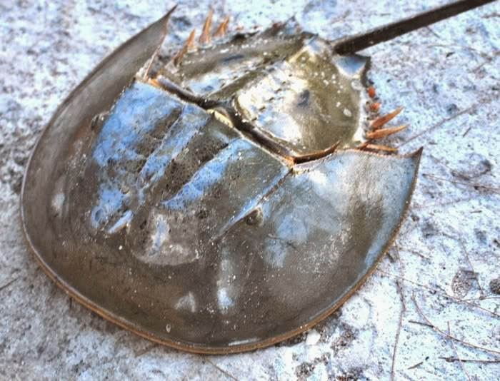 Mengenal Belangkas Si Pari Kepiting dan Manfaatnya
