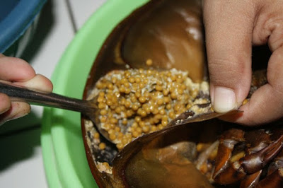 Mengenal Belangkas Si Pari Kepiting dan Manfaatnya