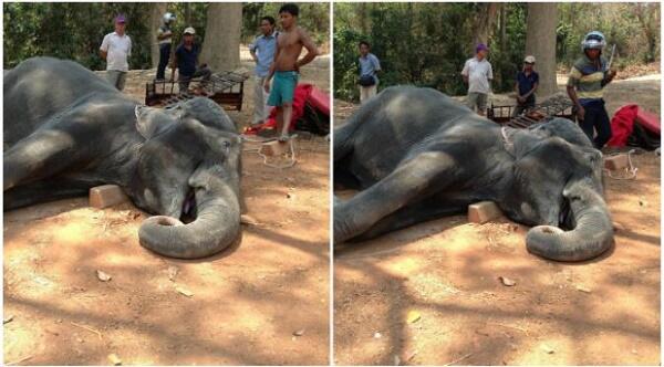 Terlalu Lelah, Gajah Ini Mati Ketika Angkut Turis Gan!
