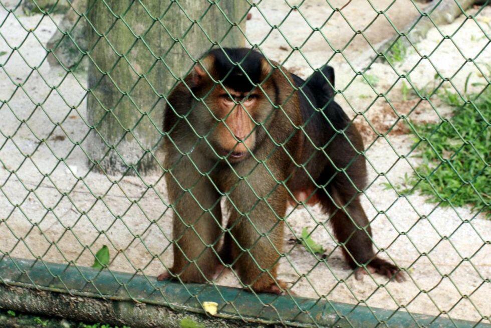 Netizen mengecam penganiayaan beruk di Kalimantan Barat